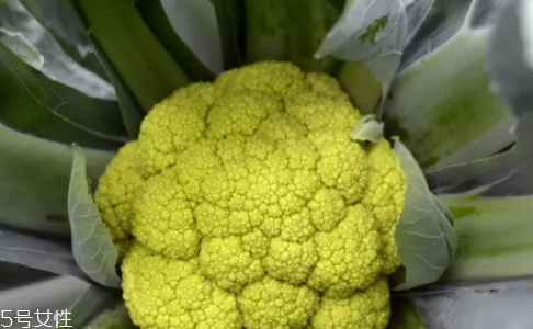 花菜在冰箱能放幾天？不要超過7天