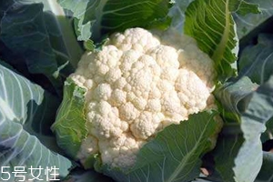 花菜怎么洗才干凈？一定要把蟲(chóng)子洗掉