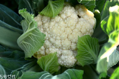 花菜怎么洗才干凈？一定要把蟲(chóng)子洗掉