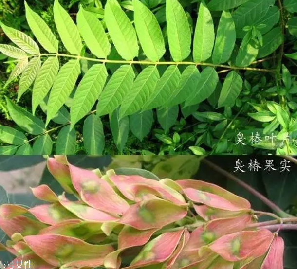 香椿和臭椿有什么區(qū)別？臭椿有毒不能吃