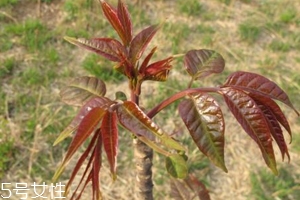 香椿和臭椿有什么區(qū)別？臭椿有毒不能吃