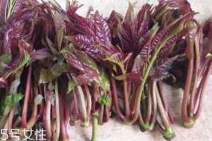 香椿種子多少錢一斤？30～40元左右