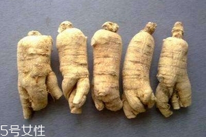 西洋參會回奶嗎？不用擔(dān)心這個問題