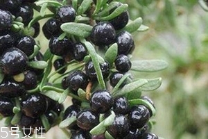 黑枸杞會過期嗎？這類都有保質(zhì)期