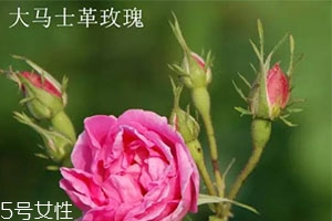大馬士革玫瑰和平陰玫瑰哪個好？