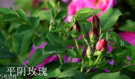 大馬士革玫瑰和平陰玫瑰哪個好？