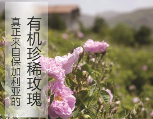 純露怎么用？居然有8種用法