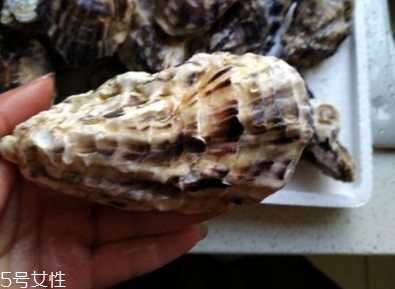 生蠔會(huì)有珍珠嗎？有這個(gè)可能