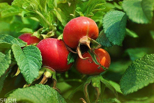 玫瑰果油開(kāi)蓋之后能保存多久？半年到2年