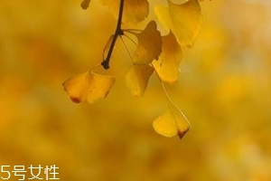銀杏膠囊主要治什么??？