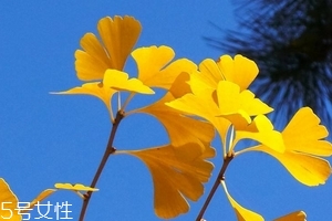 銀杏膠囊可以長期吃嗎？可以長期吃