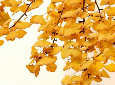 銀杏膠囊可以長(zhǎng)期吃嗎？可以長(zhǎng)期吃