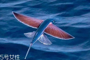 飛魚籽是什么魚的籽？壽司美味的秘訣