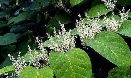 白藜蘆醇哪些人不能吃？過量有毒性