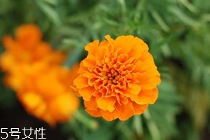 葉黃素多少錢一瓶？