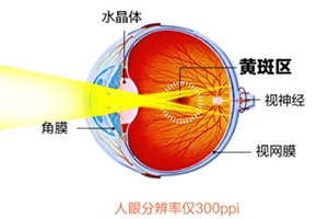 葉黃素和藍(lán)莓素哪個好？更推薦葉黃素