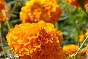 葉黃素可以保護(hù)眼睛嗎？有這個作用