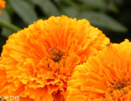 葉黃素可以空腹吃嗎？服用葉黃素要注意這些問題