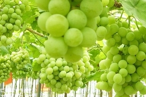 葡萄籽會(huì)上火嗎？正常是不會(huì)的