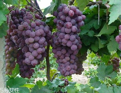 葡萄籽會(huì)上火嗎？正常是不會(huì)的