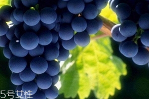 葡萄籽會(huì)發(fā)胖嗎？不會(huì)發(fā)胖