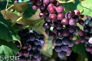 葡萄籽好還是膠原蛋白好？各有千秋