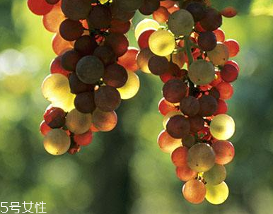 葡萄籽能長(zhǎng)期服用嗎？