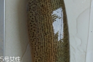 泥鰍是鯰魚嗎？泥鰍跟鯰魚不同