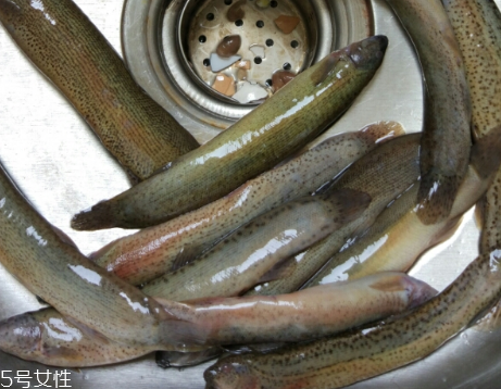 泥鰍是鯰魚嗎？泥鰍跟鯰魚不同