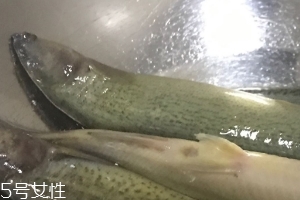 泥鰍會吃小魚嗎？這個是不會的