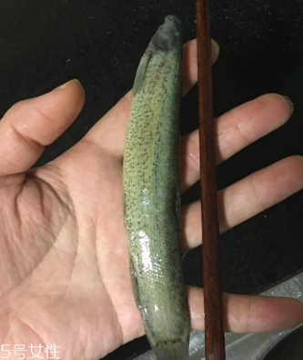 泥鰍會吃小魚嗎？這個是不會的