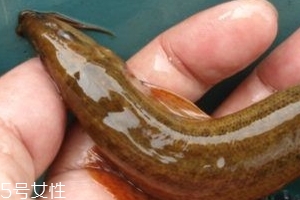 吃泥鰍會(huì)過(guò)敏嗎？一般不會(huì)