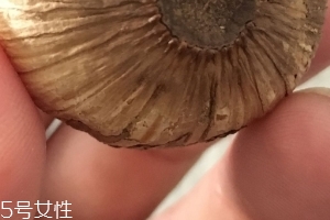 黑蒜是種植出來(lái)的嗎？黑蒜怎么來(lái)的