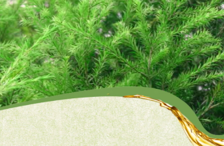 茶樹精油可以治灰指甲嗎？茶樹精油怎么治灰指甲