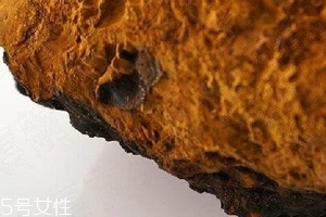 樺樹茸為什么中國禁止？樺樹茸國內(nèi)能買到嗎？