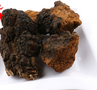 樺樹茸怎么吃？樺樹茸正確吃法