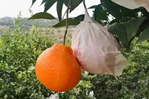 春見為什么叫耙耙柑？春見和耙耙柑區(qū)別