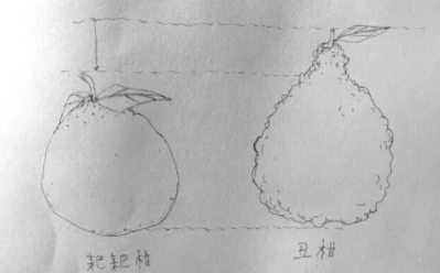 耙耙柑和不知火哪個好？耙耙柑和不知火區(qū)別