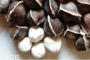 辣木籽味道 辣木籽甜還是苦？