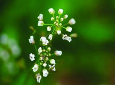 地菜花是什么菜？地菜花是熱性還是涼性