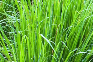檸檬草精油怎么用？檸檬草精油使用禁忌