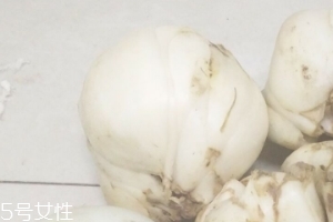 新鮮百合能種嗎？新鮮百合好種植嗎？