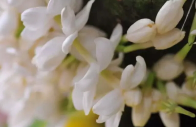 茉莉精油多少錢一瓶？茉莉精油為什么貴