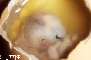 雞仔胎怎么煮？雞仔胎這樣做更美味