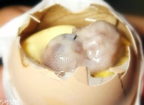 雞仔胎怎么煮？雞仔胎這樣做更美味