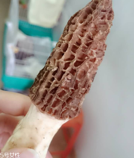 羊肚菌是什么東西？羊肚菌能吃嗎？
