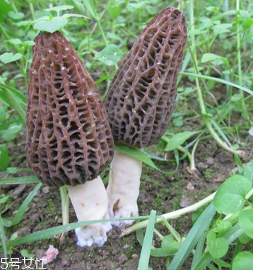 羊肚菌是發(fā)物嗎？羊肚菌屬于發(fā)物嗎？