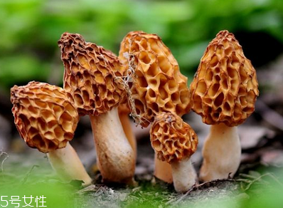 羊肚菌是發(fā)物嗎？羊肚菌屬于發(fā)物嗎？