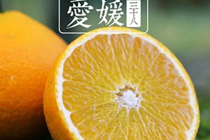 愛媛38號是橙子還是橘子？愛媛38號適合哪里種植？