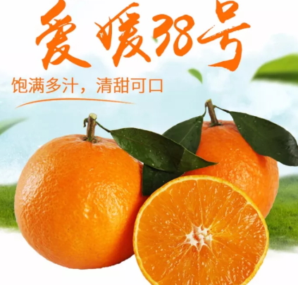 愛媛38號(hào)是橙子還是橘子？愛媛38號(hào)適合哪里種植？